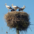 Four storks nesting on top of a power pole