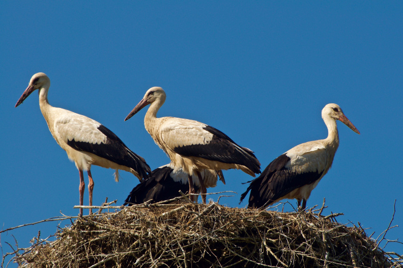 Closeup of the four storks nesting on top of a power pole