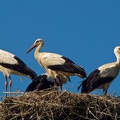Closeup of the four storks nesting on top of a power pole