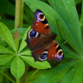 European Peacock Butterfly, seen near 56 Degrees North, 22 Degrees East