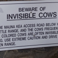 Invisible Cows!
