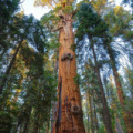 Honorable Mention: The Chief Sequoyah Tree (the 26th largest)