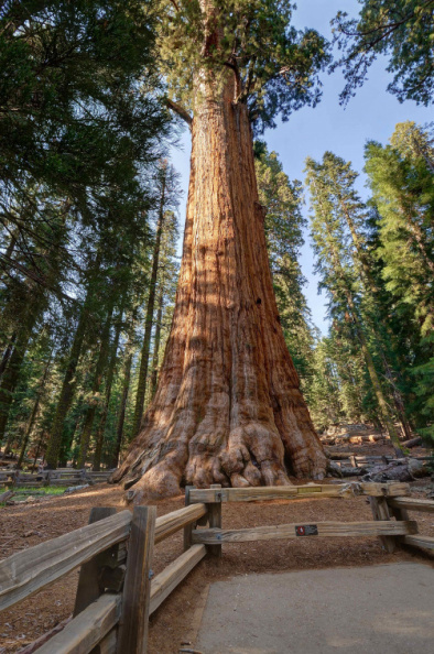 General Sherman Tree - the largest tree in the world
