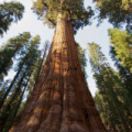 General Sherman Tree - the largest tree in the world