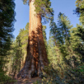 General Grant Tree - the 2nd largest tree in the world 