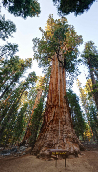 President Tree - the 3rd largest tree in the world