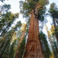 President Tree - the 3rd largest tree in the world