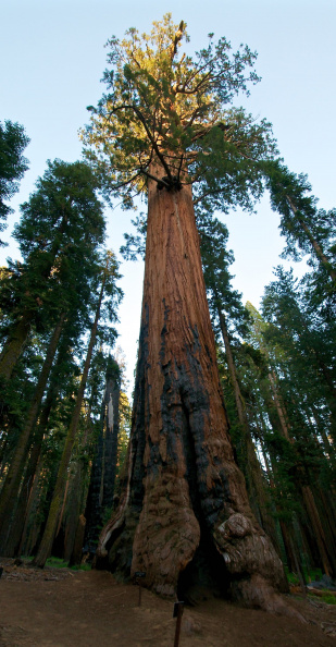 Lincoln Tree - the 4th largest tree in the world