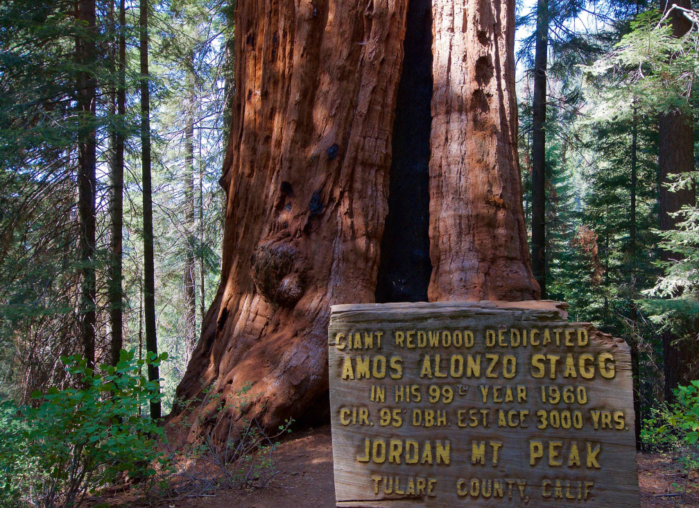 Stagg Tree - the 5th largest tree in the world