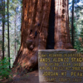 Stagg Tree - the 5th largest tree in the world