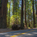 'Avenue of the Giants', California