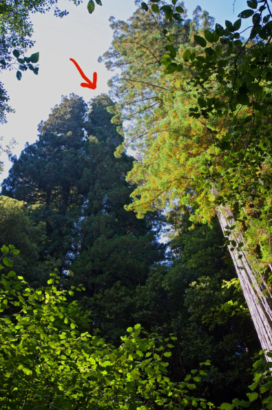 This is 'Hyperion' - at 380 feet, the world's tallest known tree, Redwood National Park, California