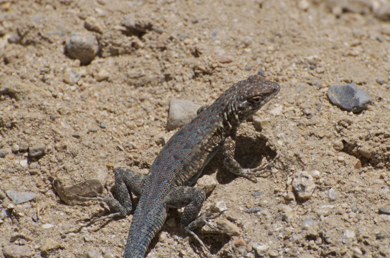 Lizard near Darwin Falls, Death Valley National Park