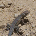 Lizard near Darwin Falls, Death Valley National Park