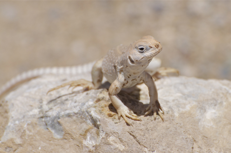 Closeup of a lizard, near Darwin Falls, Death Valley National Park