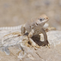 Closeup of a lizard, near Darwin Falls, Death Valley National Park