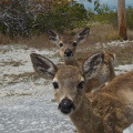 "Key Deer", Big Pine Key