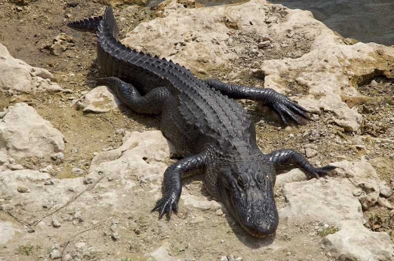 Alligator, Big Cypress National Preserve