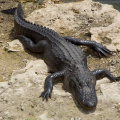 Alligator, Big Cypress National Preserve