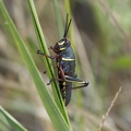 Lubber's Grasshopper, Big Cypress National Preserve