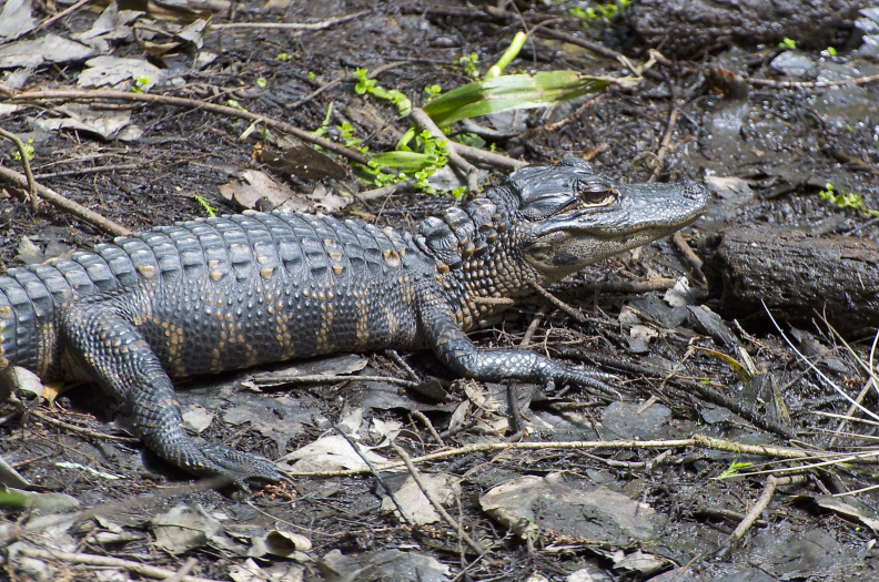 Baby alligator, Highlands Hammock State Park