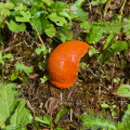 California has banana slugs. France has 'orange slugs'