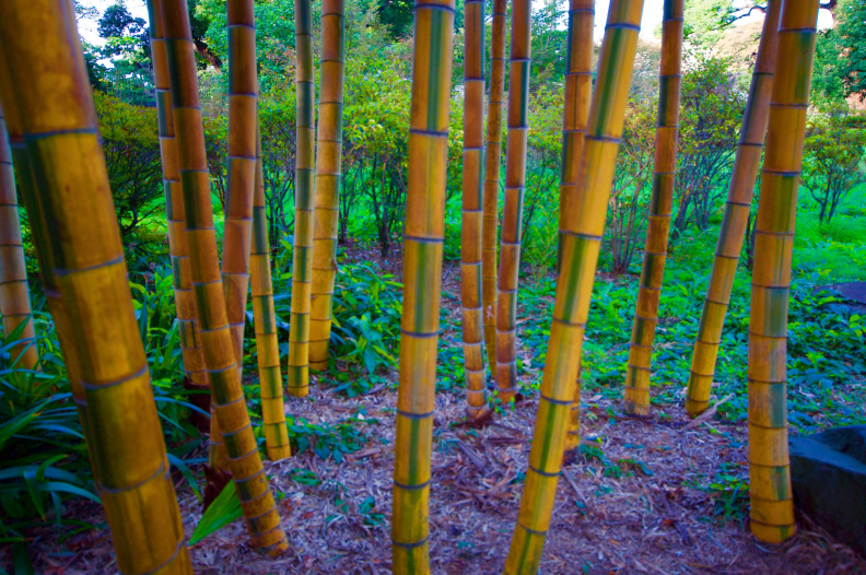 Bamboo, Imperial Palace Gardens, Tokyo