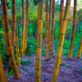 Bamboo, Imperial Palace Gardens, Tokyo