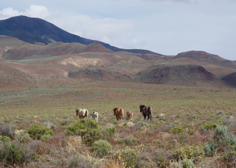 Wild horses north of the Black Rock Desert, Nevada