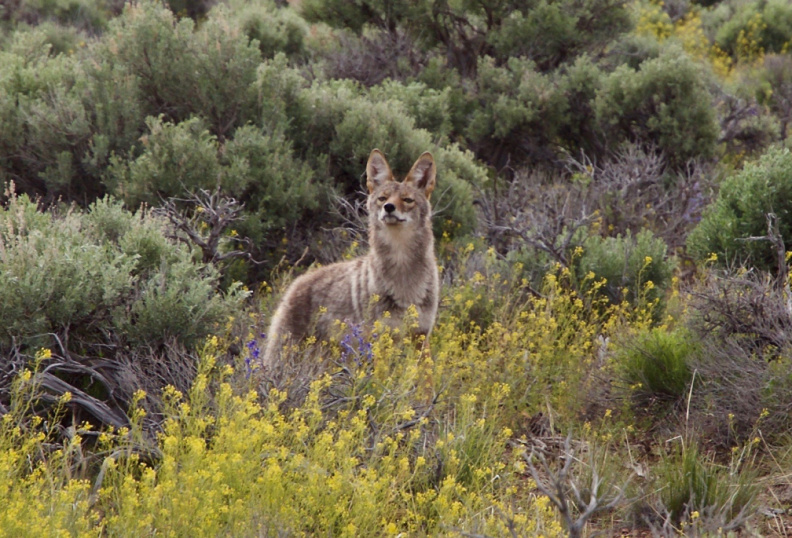 Curious Coyote is curious! - near 42 Degrees North, 119 Degrees West, Oregon