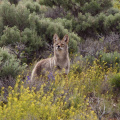 Curious Coyote is curious! - near 42 Degrees North, 119 Degrees West, Oregon