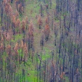 Burned! - near John Day, Oregon