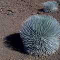 Haleakala Silversword (Argyroxiphium sandwicense)