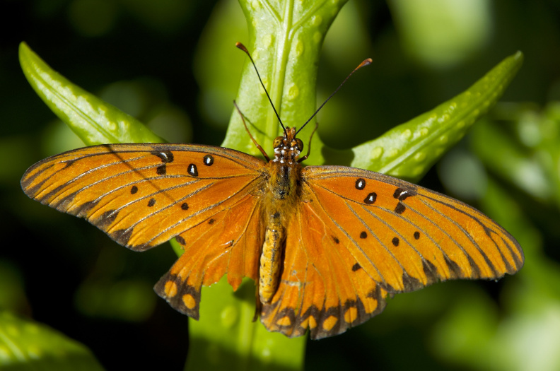 Gulf Fritillary aka. Passion Butterfly (Agraulis vanillae), near Hana