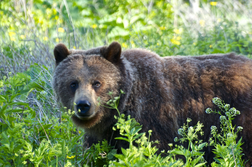 Grizzly Bear, Glacier National Park, Montana