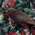 Kaka in a Pohutukawa tree, Tawharanui Regional Park, Auckland