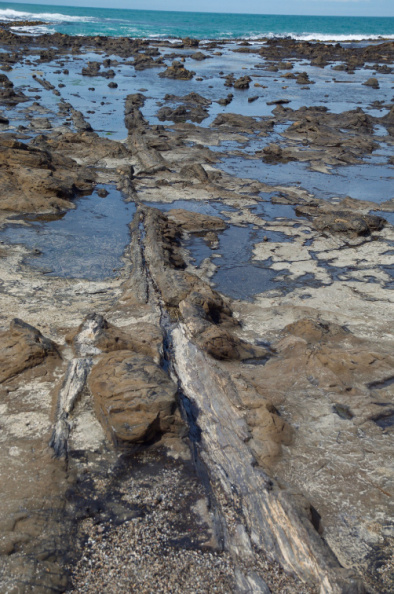 180 million year-old petrified logs, Curio Bay, Southland