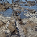 180 million year-old petrified logs, Curio Bay, Southland