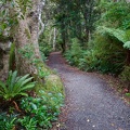 Near Lake Wilkie, Catlins Forest Park, Otago