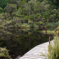 Lake Wilkie, Catlins Forest Park, Otago