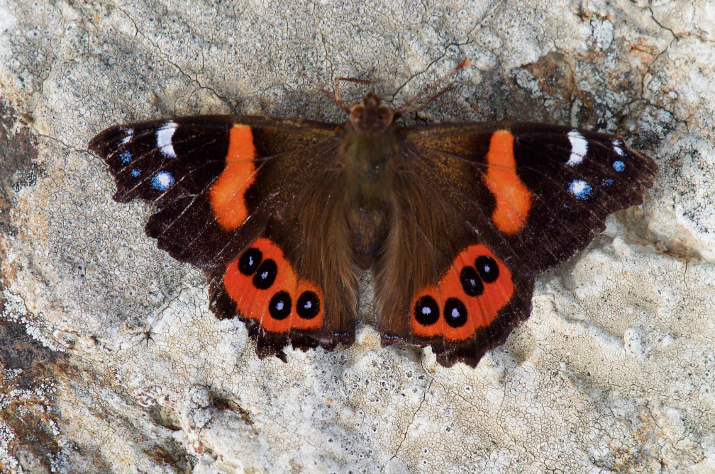 'New Zealand Red Admiral'