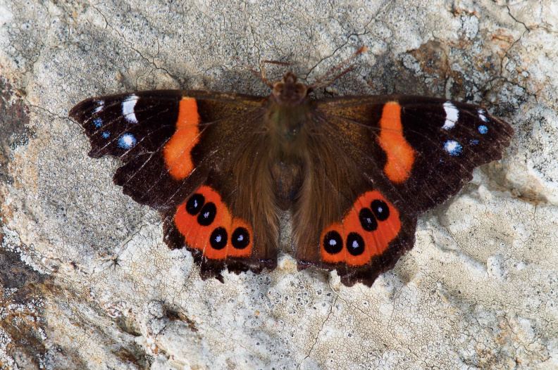 'New Zealand Red Admiral'