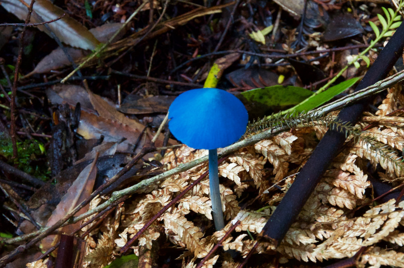 New Zealand 'Sky Blue Mushroom', Kaimai-Mamaku Forest Park