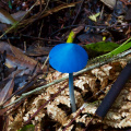 New Zealand 'Sky Blue Mushroom', Kaimai-Mamaku Forest Park
