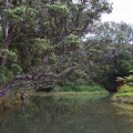 Creek at Tawhitokino Beach
