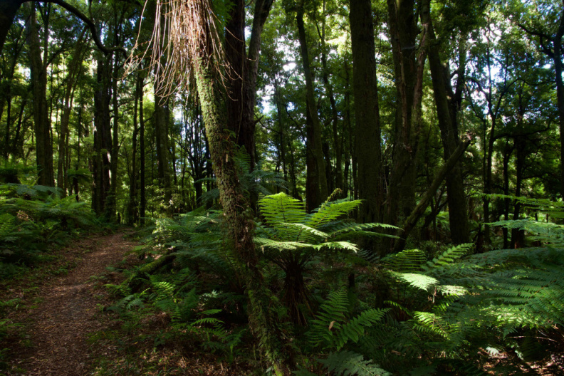 Whirinaki Forest Park, east of Rotorua