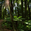 Whirinaki Forest Park, east of Rotorua