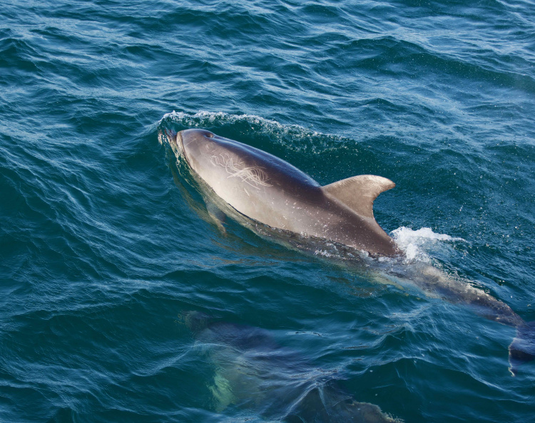 Dolphin seen from the Otehei Bay-Paihia ferry