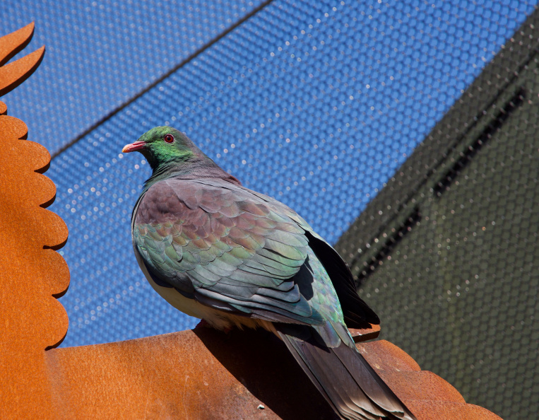 Kereru (Native Wood Pigeon)