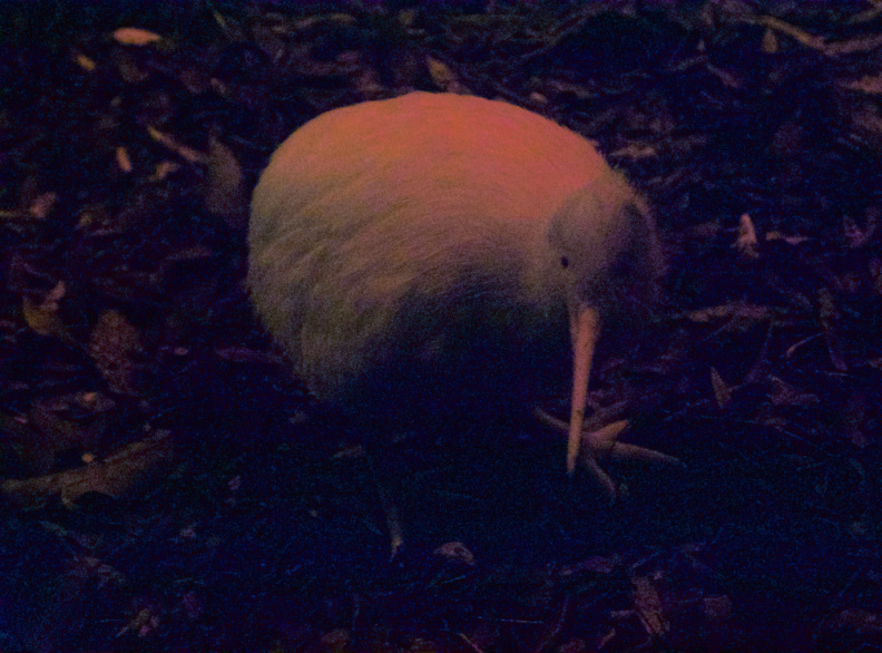 'Manukura' - a rare white Kiwi